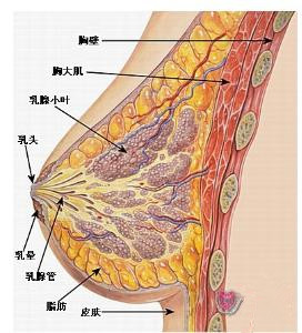 治疗乳腺增生 青睐 成都棕南医院乳腺科    效果